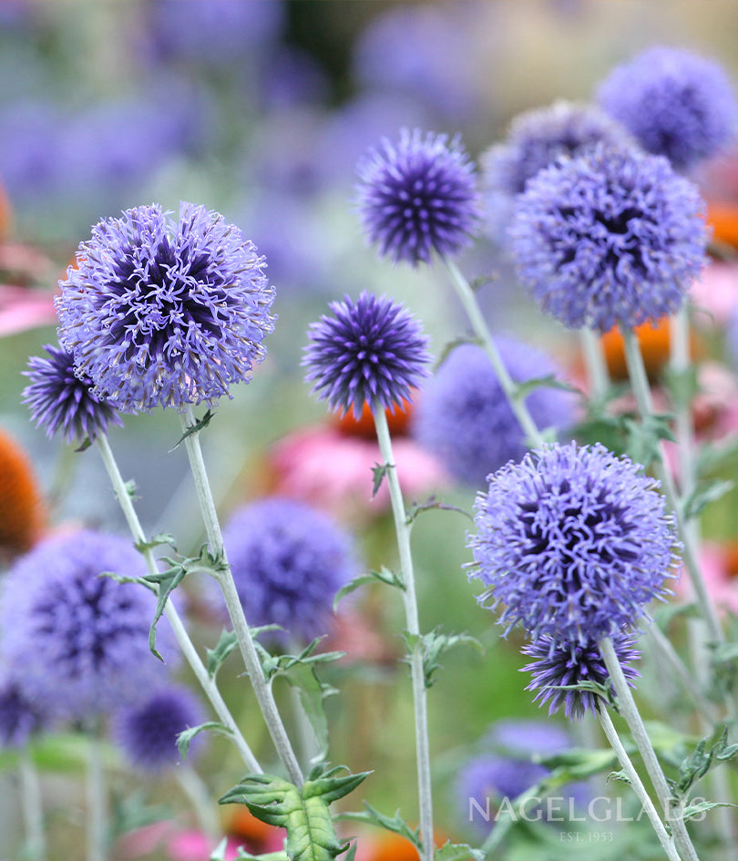 Blue Globe Thistle Echinops Rito Bareroot Flower Bulbs