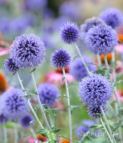 Blue Globe Thistle Echinops Rito Bareroot Flower Bulbs