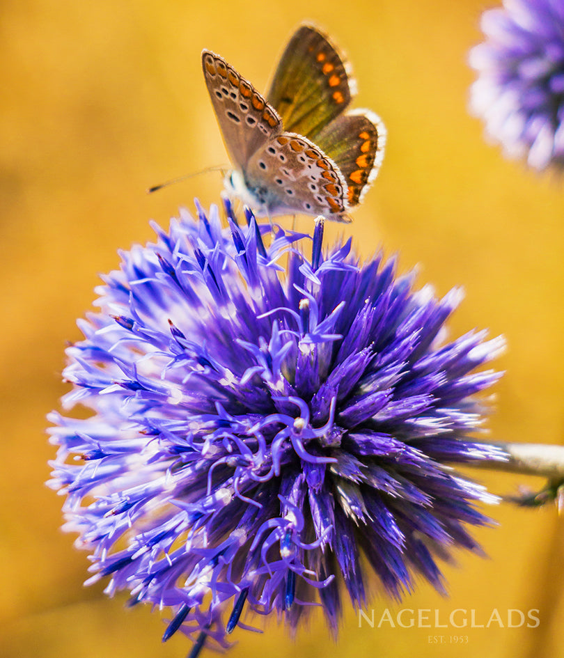 Blue Globe Thistle Echinops Rito Bareroot Flower Bulbs