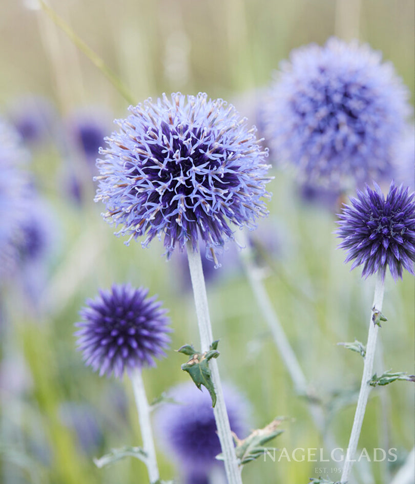 Blue Globe Thistle Echinops Rito Bareroot Flower Bulbs