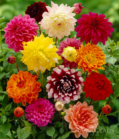 Mixed Dahlia Flower Bulbs