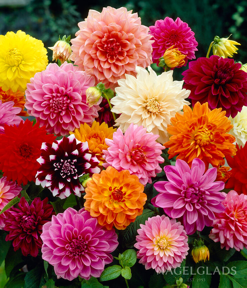Mixed Dahlia Flower Bulbs