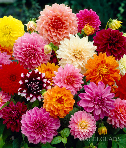 Mixed Dahlia Flower Bulbs