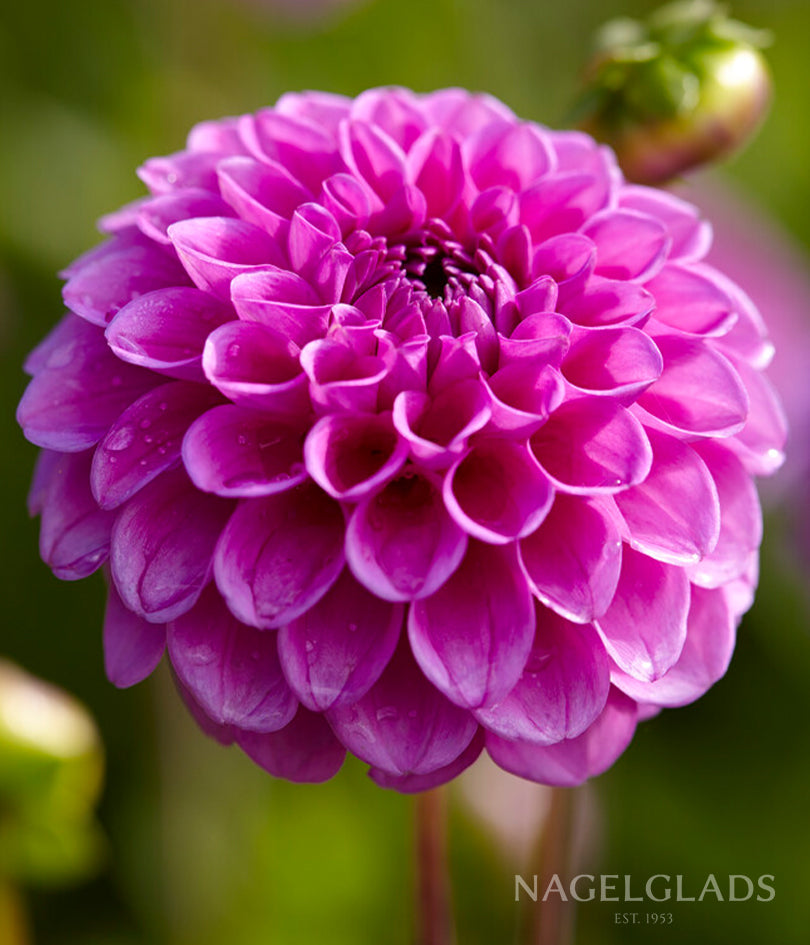 Boy Scout Dahlia Flower Bulbs