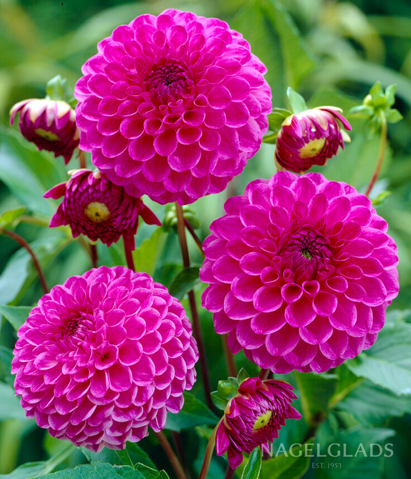 Boy Scout Dahlia Flower Bulbs