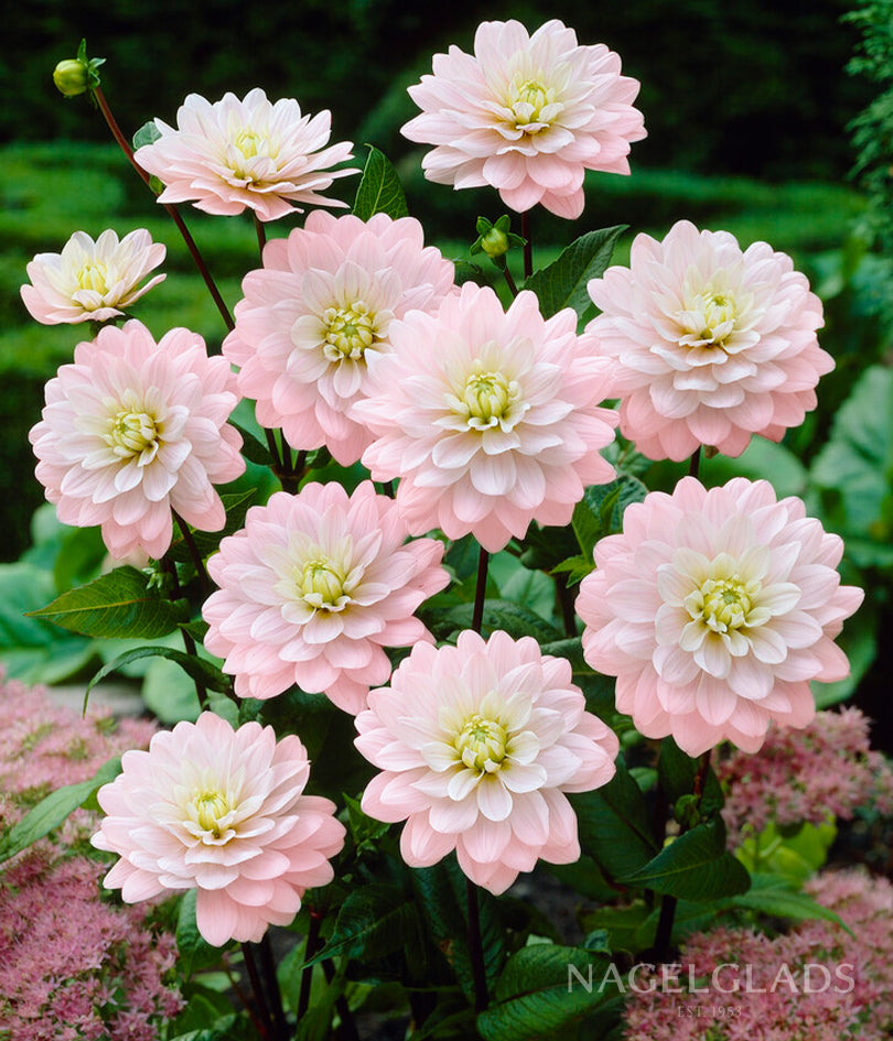 Brackenridge Ballerina Dahlia Flower Bulbs