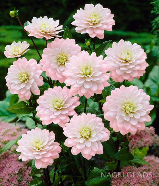 Brackenridge Ballerina Dahlia Flower Bulbs