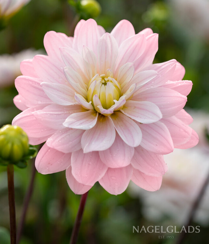 Brackenridge Ballerina Dahlia Flower Bulbs – Nagel Gladiolus Bulbs