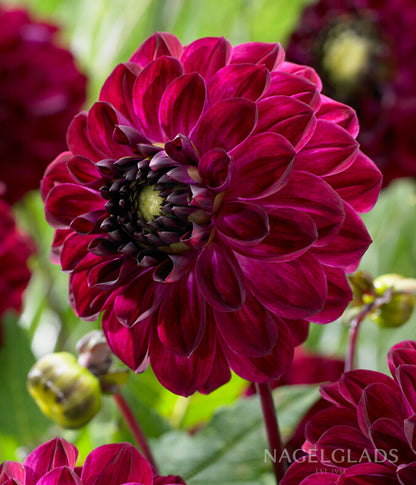 Buran Dahlia Flower Bulbs