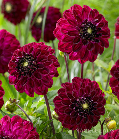 Buran Dahlia Flower Bulbs
