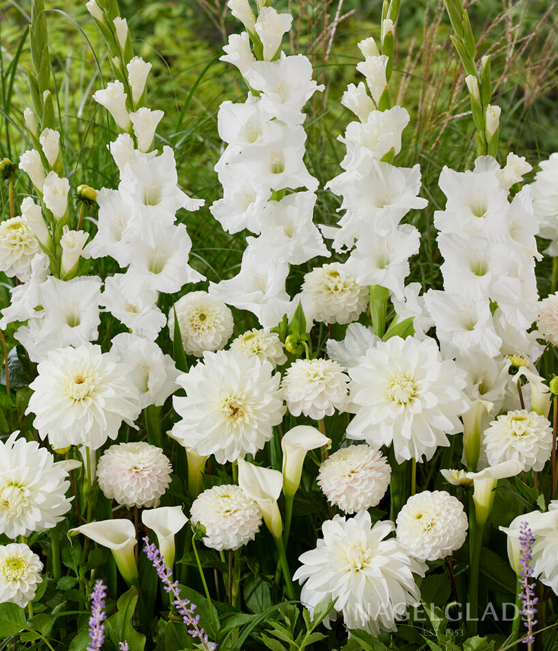 Lady Liberty Dahlia Flower Bulbs