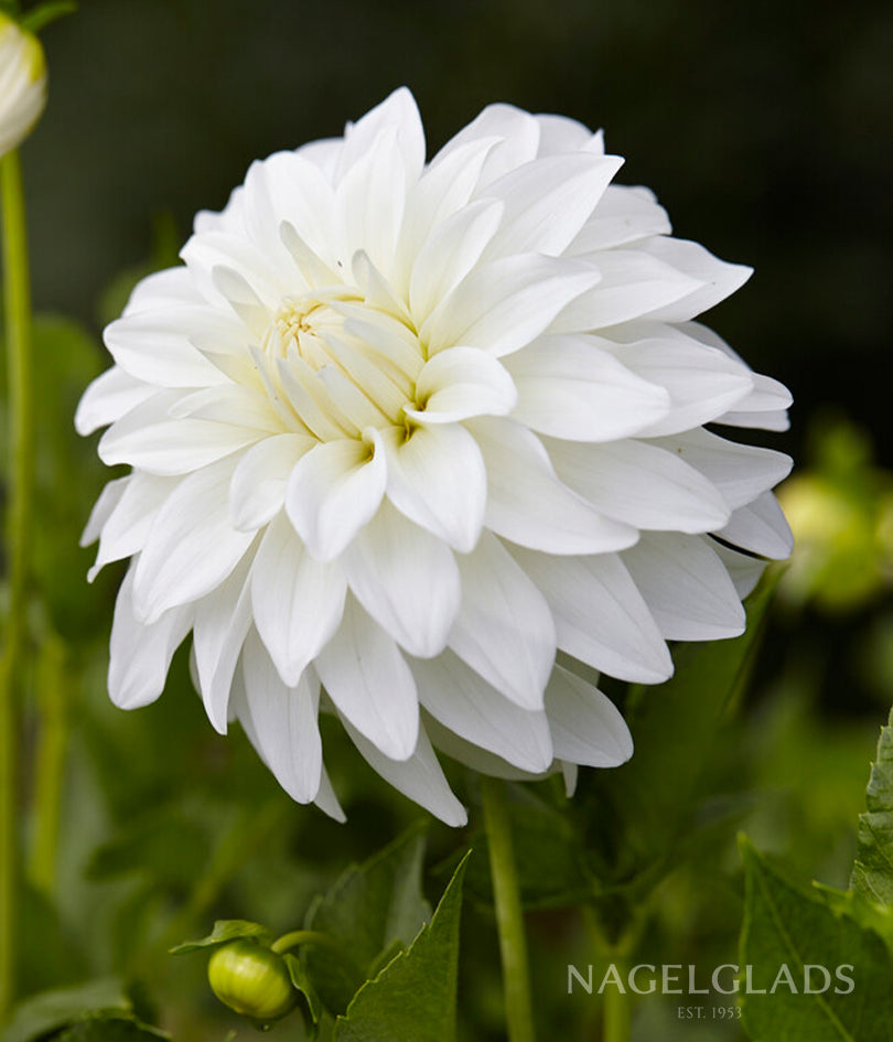 Lady Liberty Dahlia Flower Bulbs