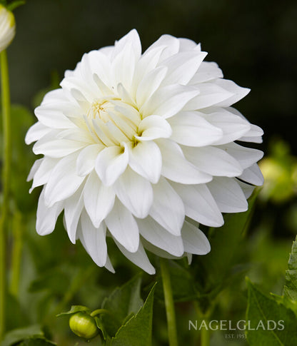 Lady Liberty Dahlia Flower Bulbs