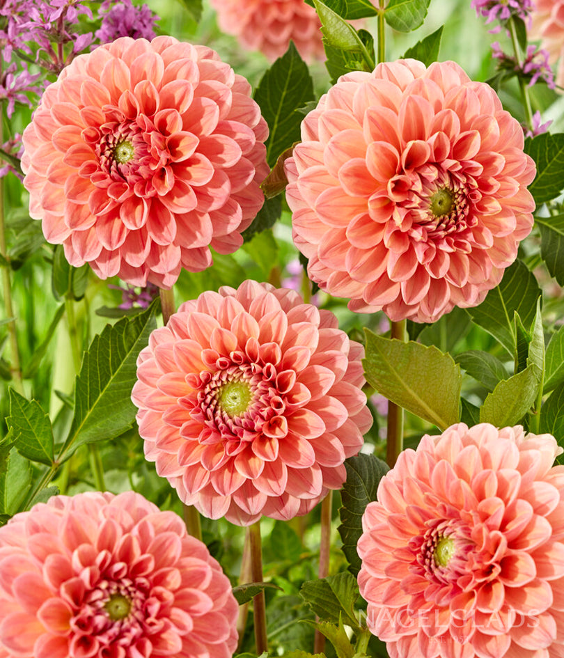 Lindas Baby Dahlia Flower Bulbs