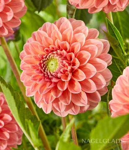 Lindas Baby Dahlia Flower Bulbs