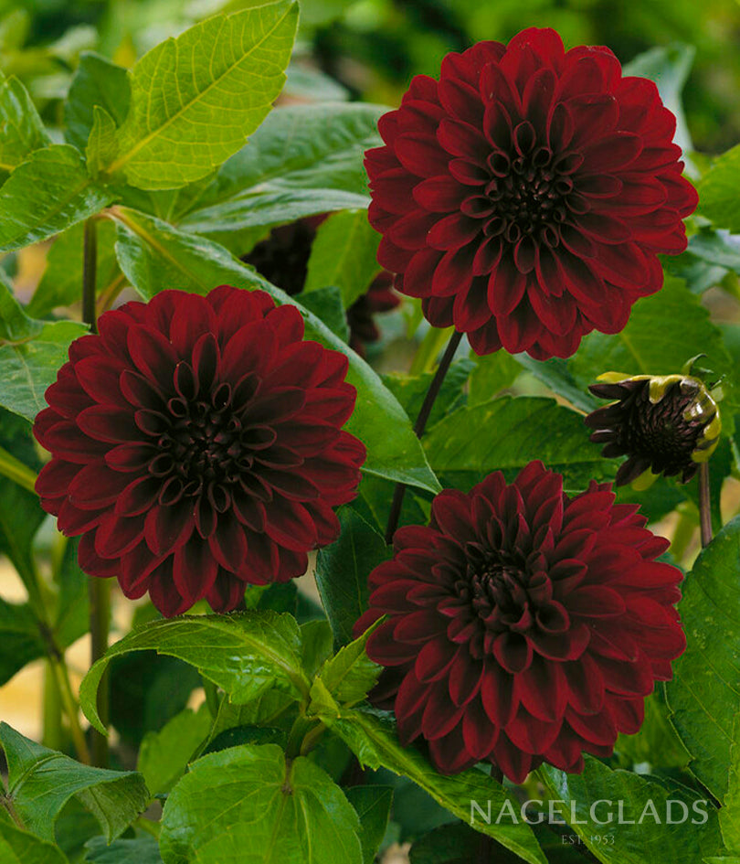 Night Queen Dahlia Flower Bulbs