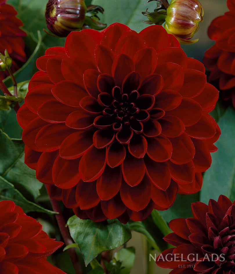 Night Queen Dahlia Flower Bulbs