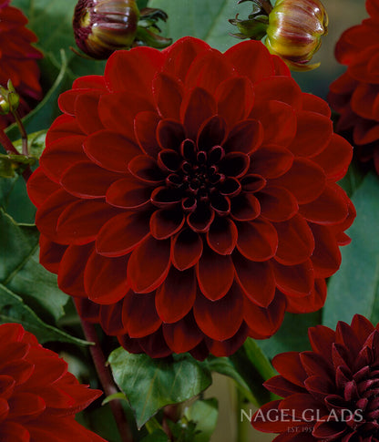 Night Queen Dahlia Flower Bulbs