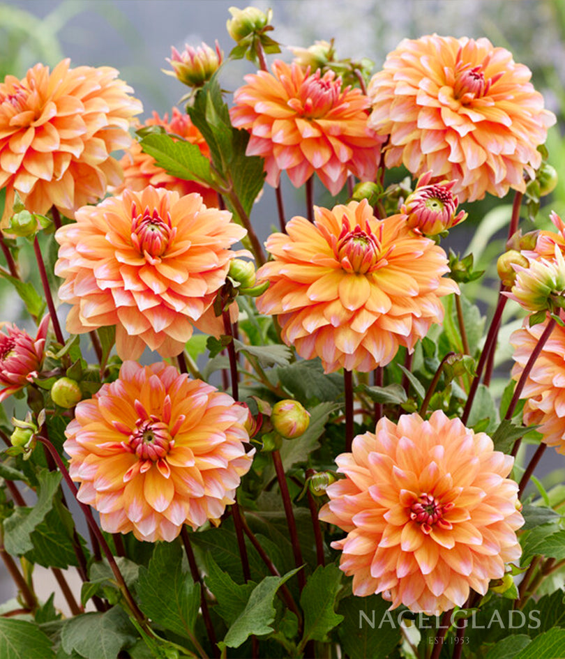 Peaches and Vanilla Dahlia Flower Bulbs