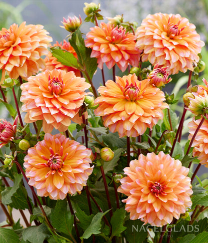 Peaches and Vanilla Dahlia Flower Bulbs