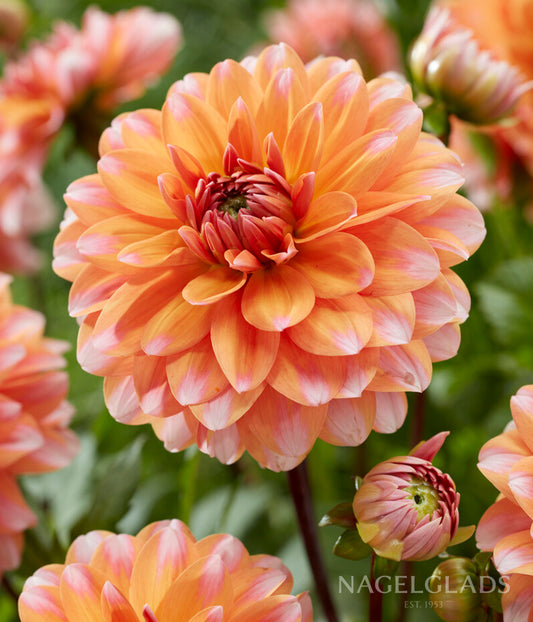 Peaches and Vanilla Dahlia Flower Bulbs