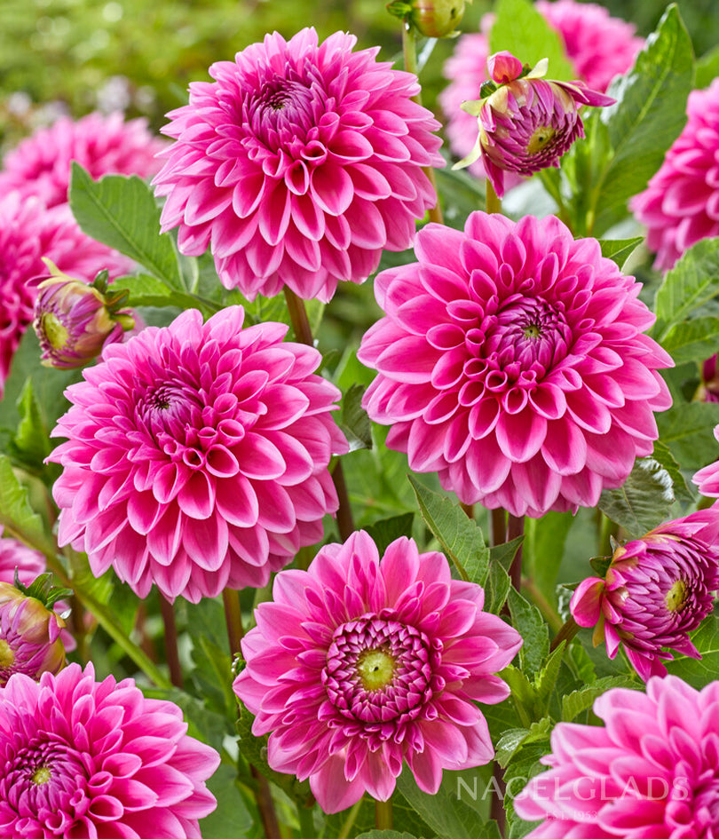 Sandra Dahlia Flower Bulbs