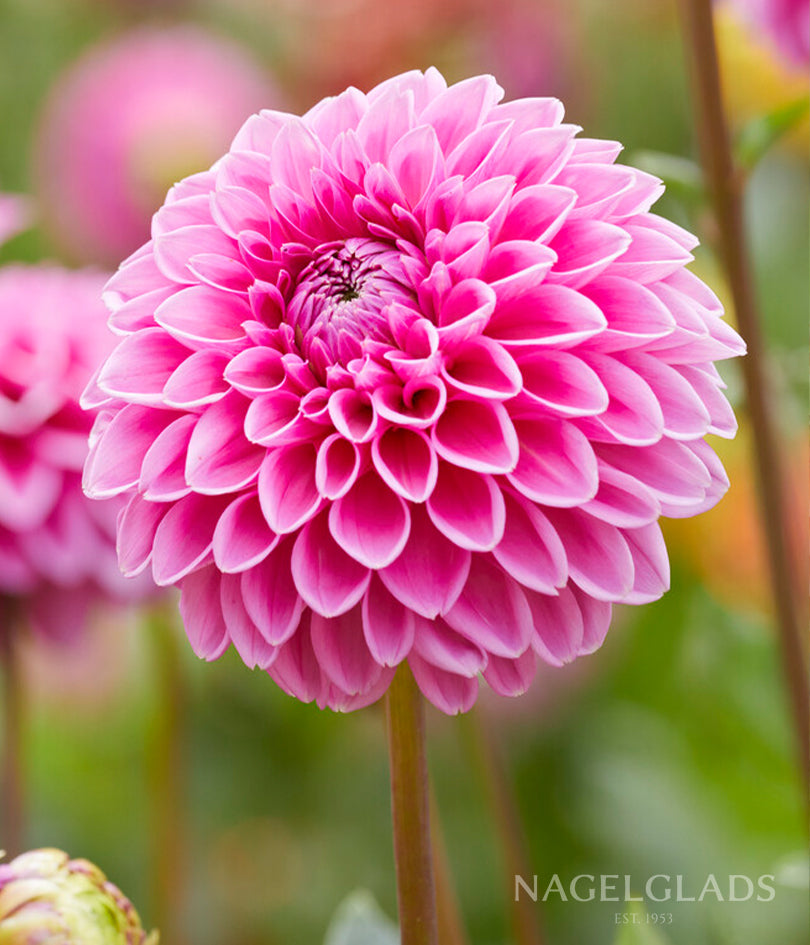 Sandra Dahlia Flower Bulbs