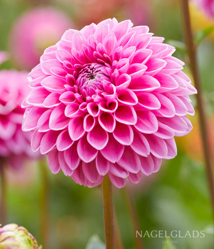Sandra Dahlia Flower Bulbs