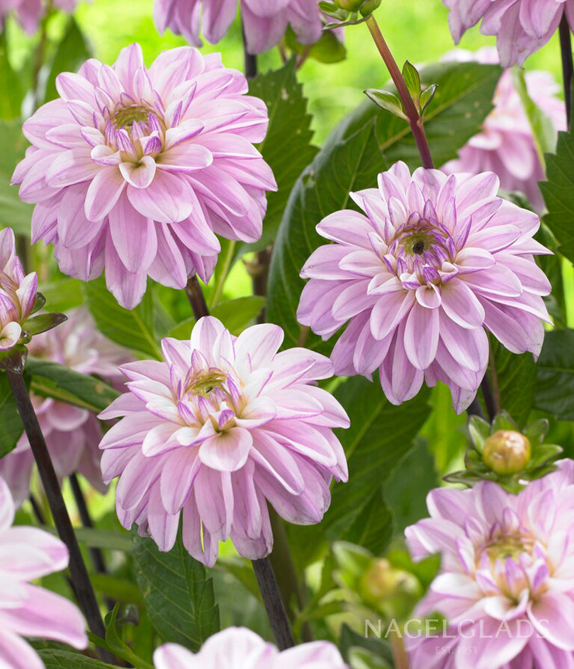 Sweet Surprise Dahlia Flower Bulbs