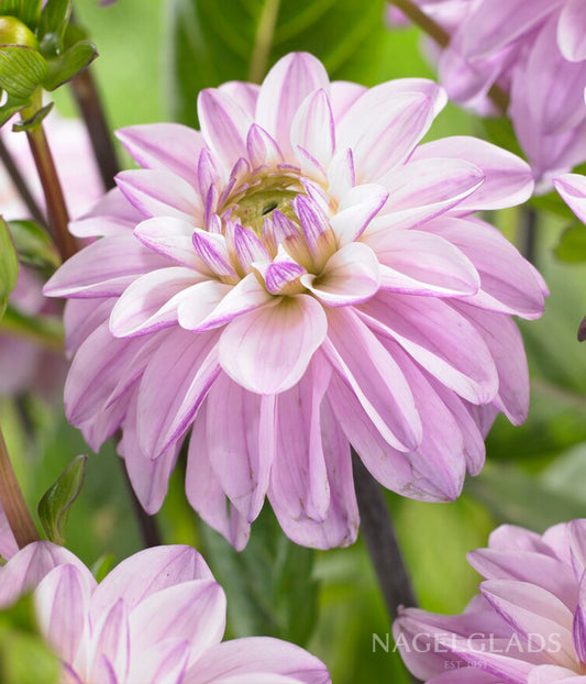 Sweet Surprise Dahlia Flower Bulbs