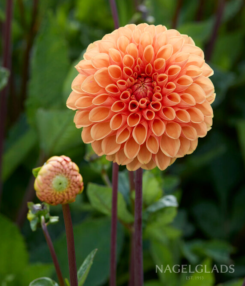 Sylvia Dahlia Flower Bulbs