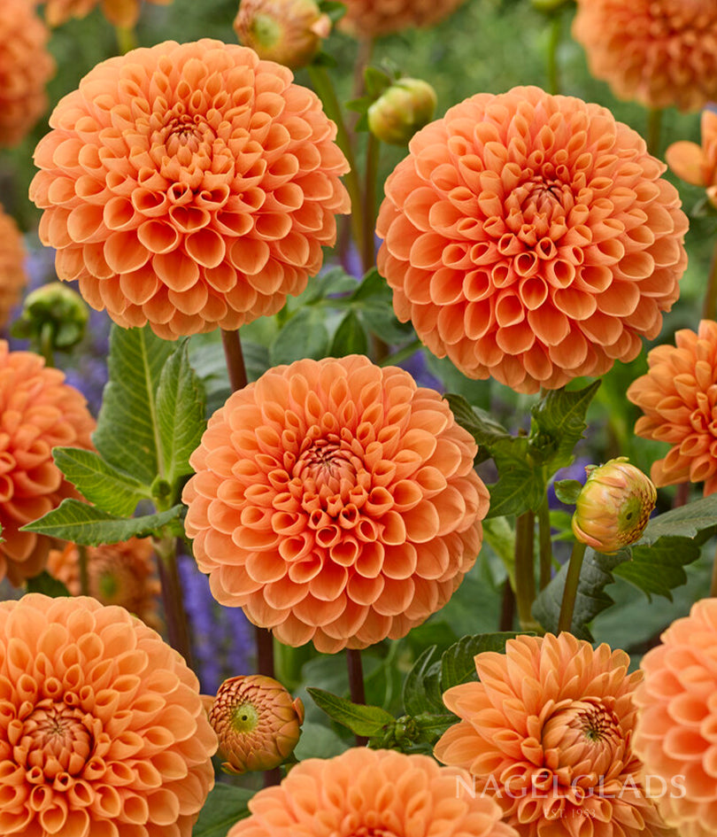 Sylvia Dahlia Flower Bulbs