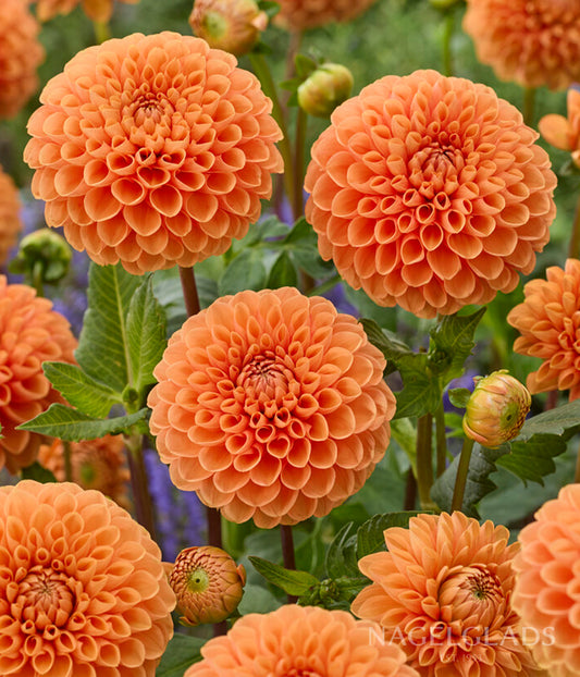 Sylvia Dahlia Flower Bulbs