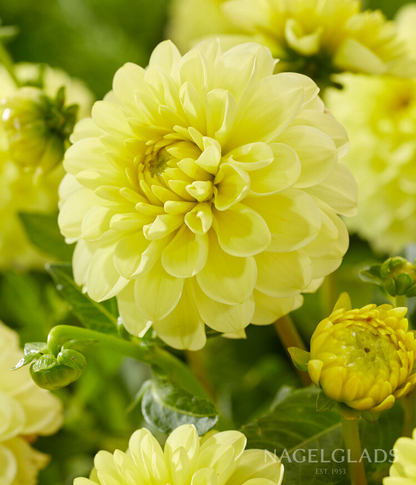 Yellow Heaven Dahlia Flower Bulbs