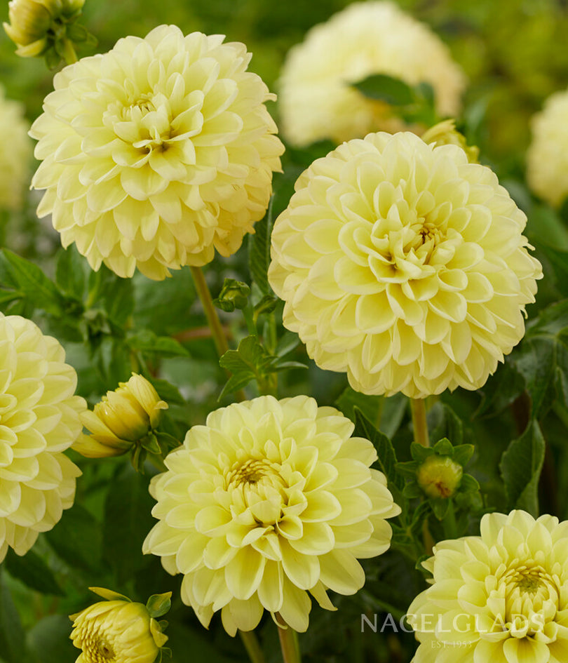 Yellow Heaven Dahlia Flower Bulbs