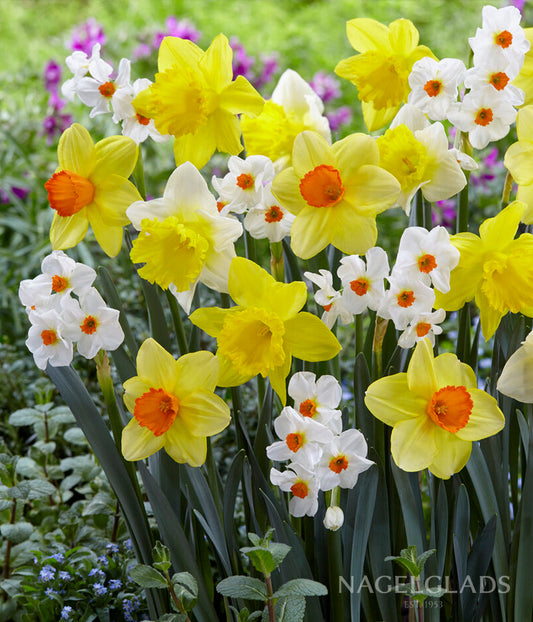 Mixed Daffodil Flower Bulbs