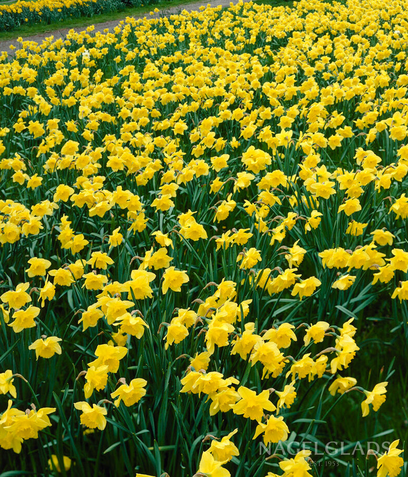 Carlton Daffodil Flower Bulbs