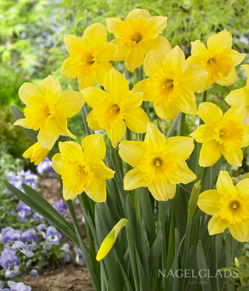 Carlton Daffodil Flower Bulbs