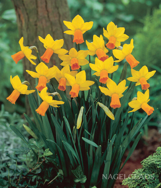 Jetfire Daffodil Flower Bulbs