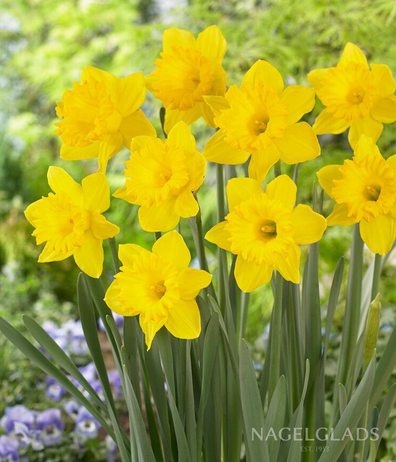 Dutch Master Daffodil Flower Bulbs