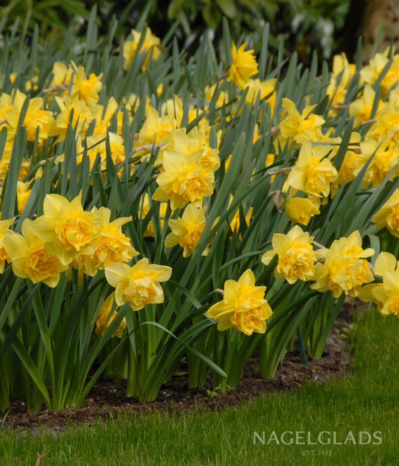 Dick Wilden Daffodil Flower Bulbs