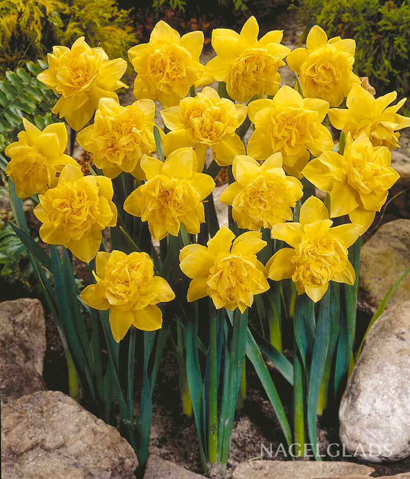 Dick Wilden Daffodil Flower Bulbs