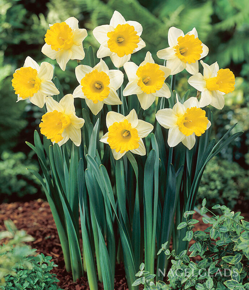 Goblet Daffodil Flower Bulbs