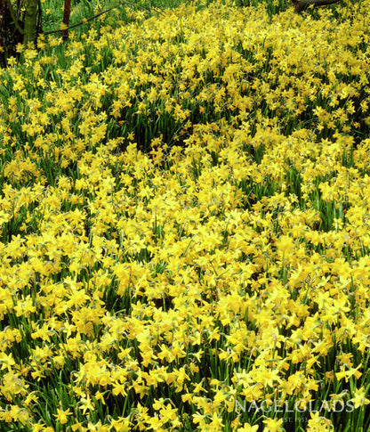Tete a Tete Daffodil Flower Bulbs