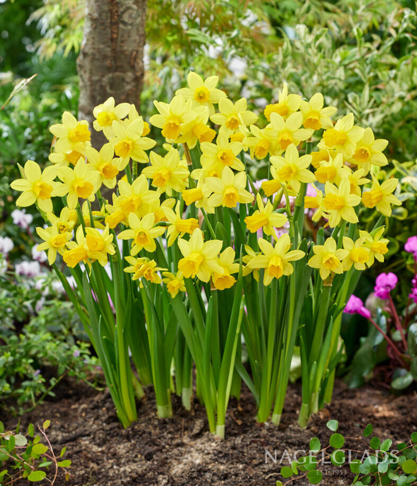 Tete a Tete Daffodil Flower Bulbs