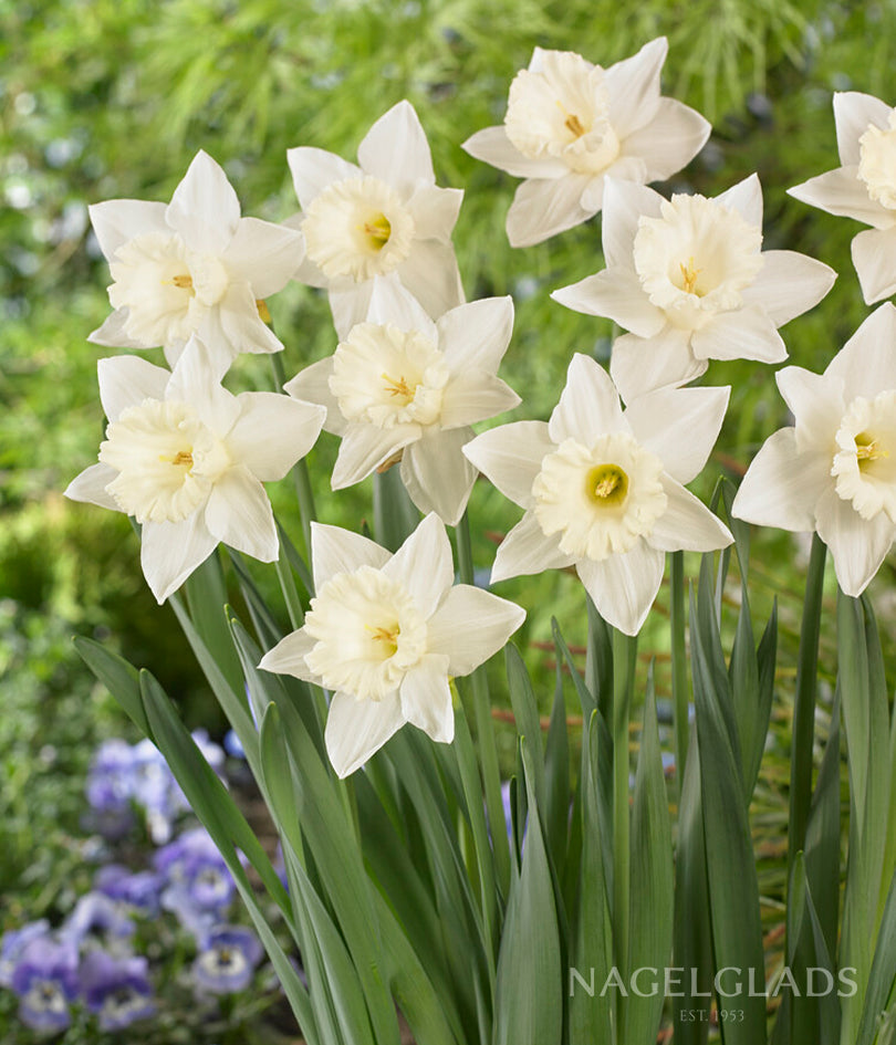 Mount Hood Daffodil Flower Bulbs
