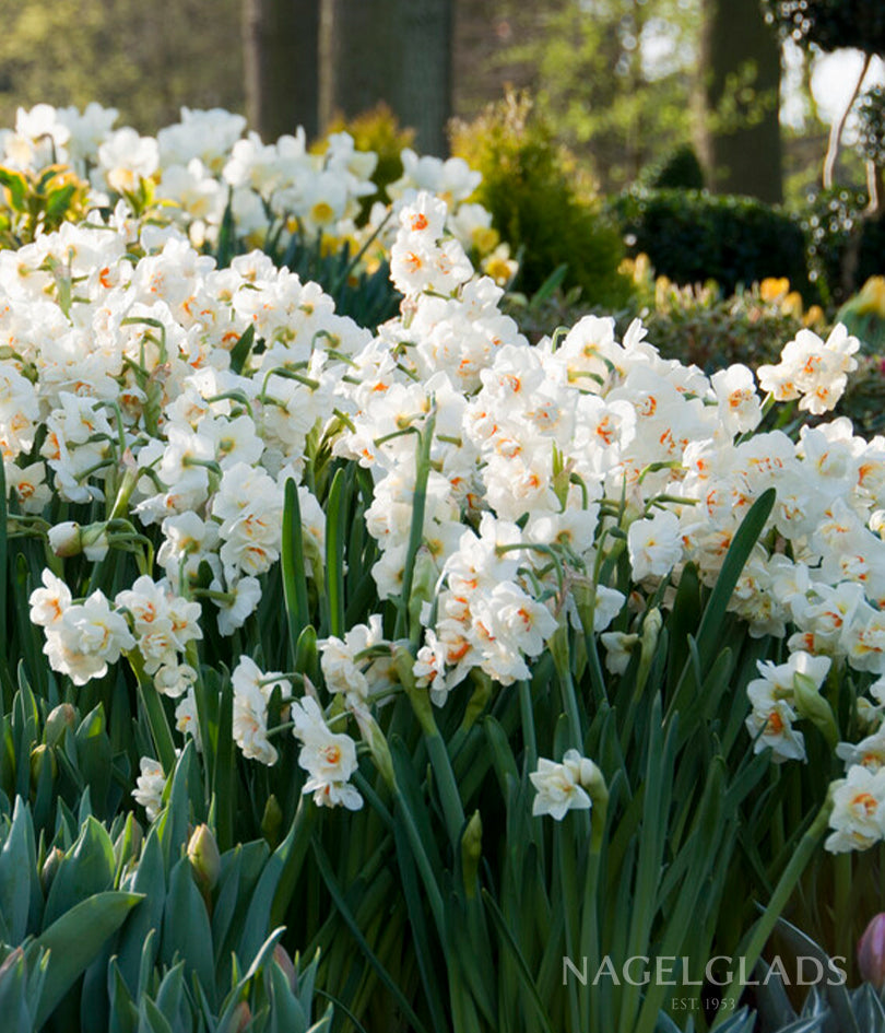 Bridal Crown Daffodil Flower Bulbs