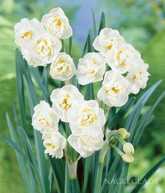 Bridal Crown Daffodil Flower Bulbs