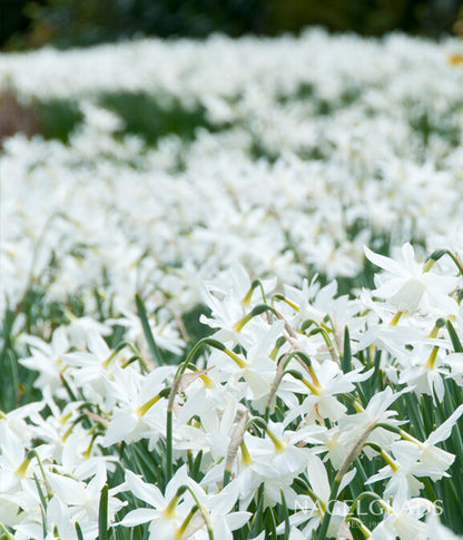 thalia asiatic lily Thalia Daffodil Flower Bulbs
