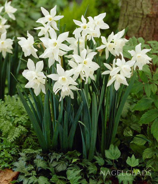 Thalia Daffodil Flower Bulbs